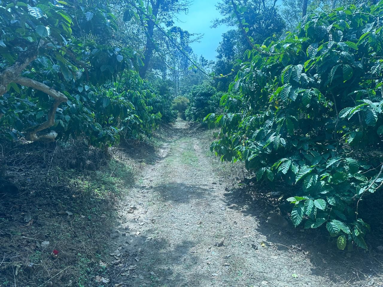 7 acre coffee estate for sale in Saklehspura