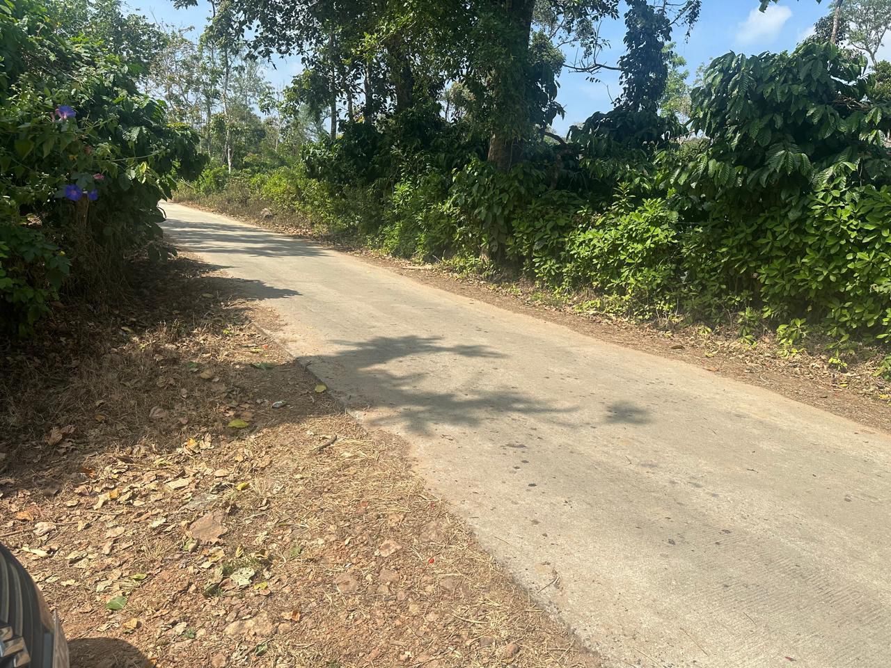 7 acre coffee estate for sale in Saklehspura