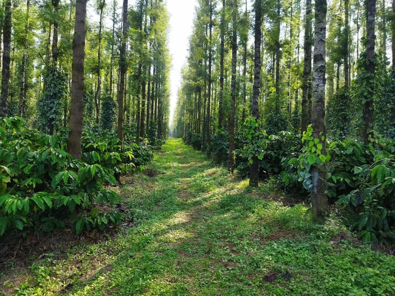 *Back water facing estate for sale near belur