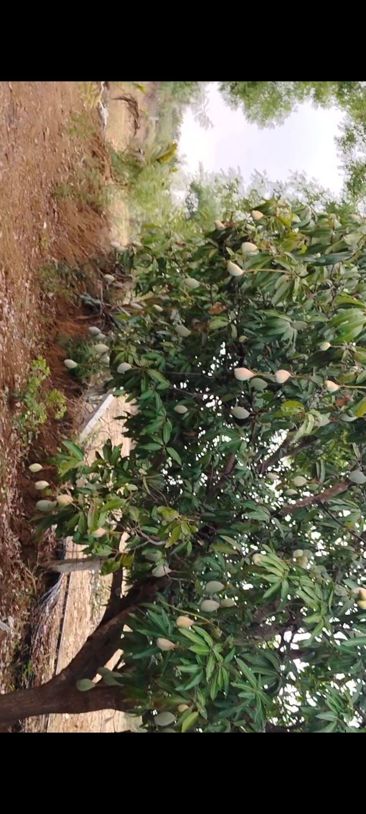 1.02 acer mango farm for sale* in Thondebavi - Chikkaballapura
