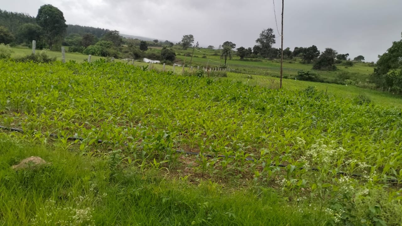 10 km from Chikkamgaluru city, 6 km from medical college - Land Details: 4-acre farm with small house