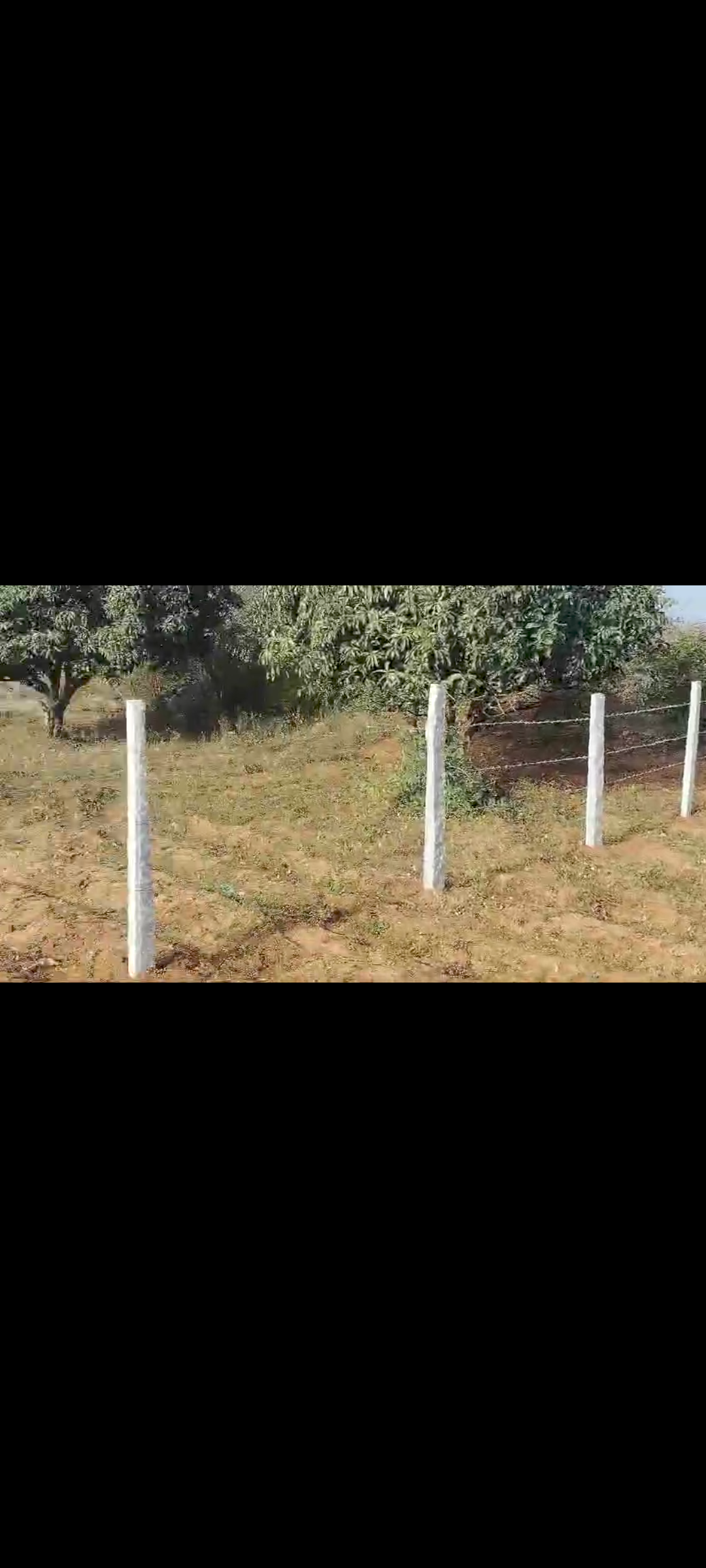 1 acre mango plantation for sale near Bidad