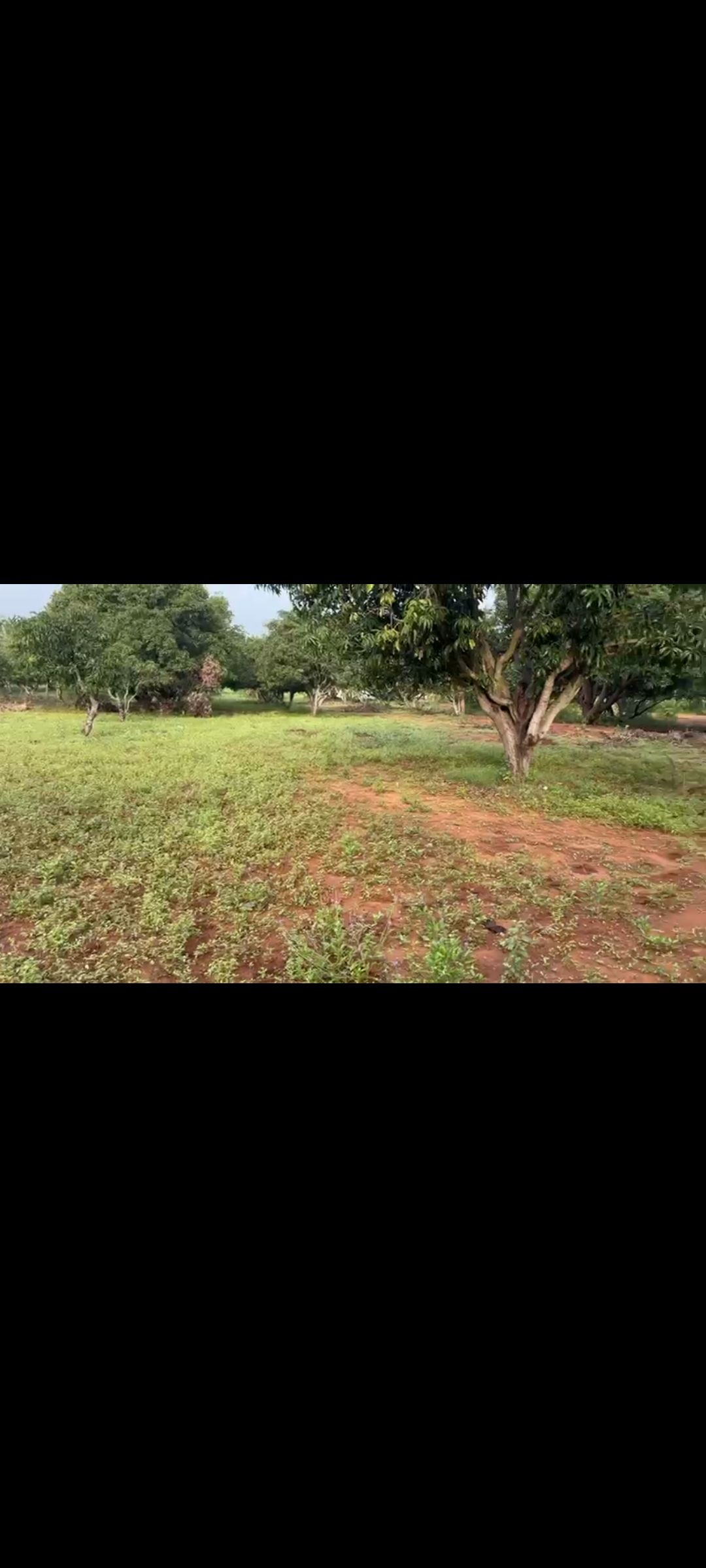 2.08 Acres mango farm for Sale near Kabbalu