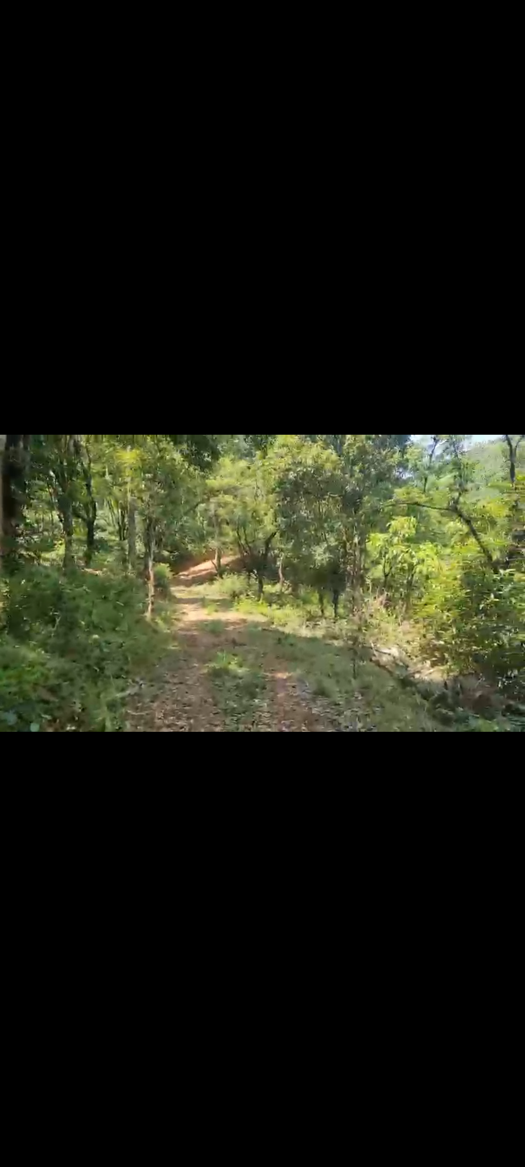 20 acre  neglected cardamom plantation for sale in Sakleshpura