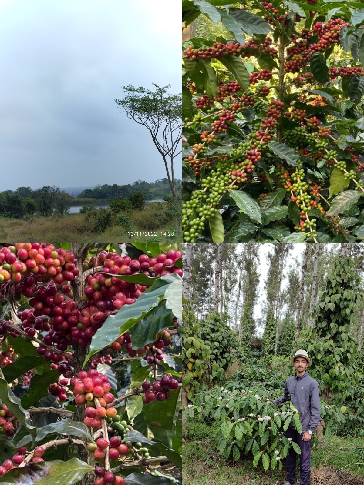 28-Acre plantation for sale in Hassan*