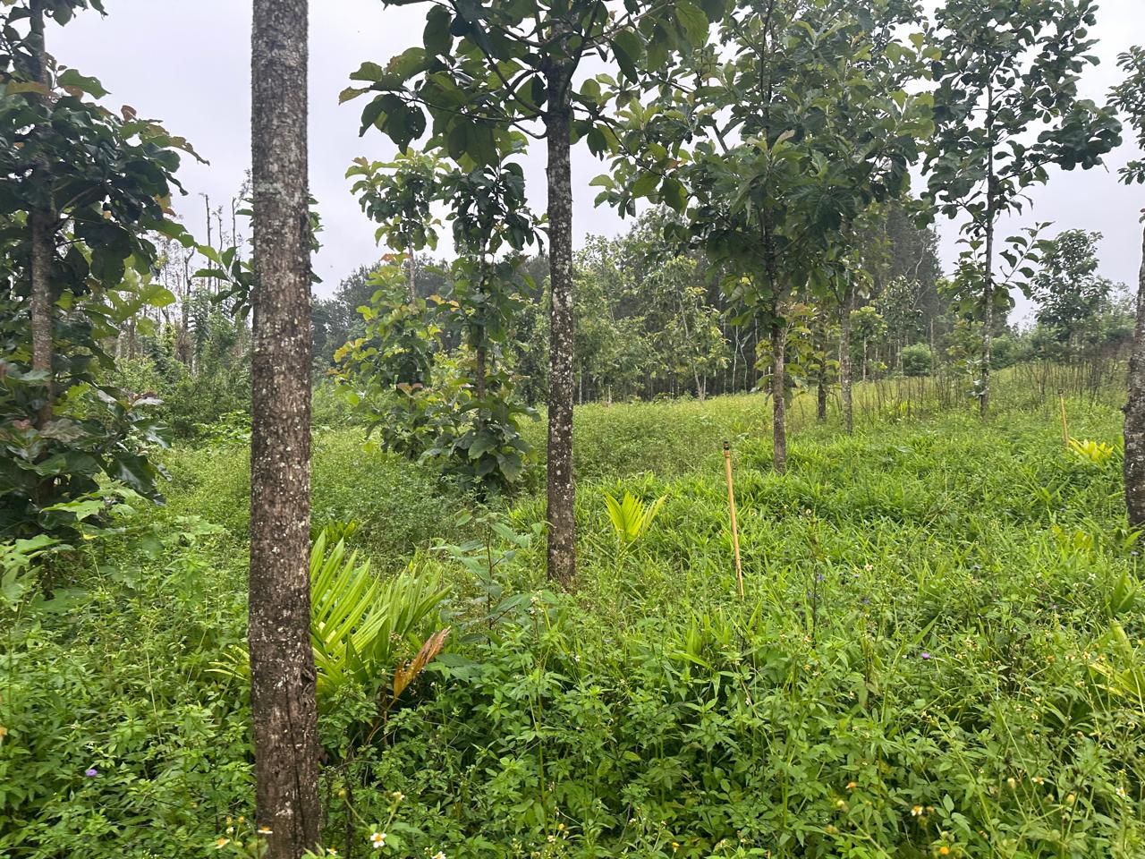  3.15-acre young areca plantation land for sale in hassan belur