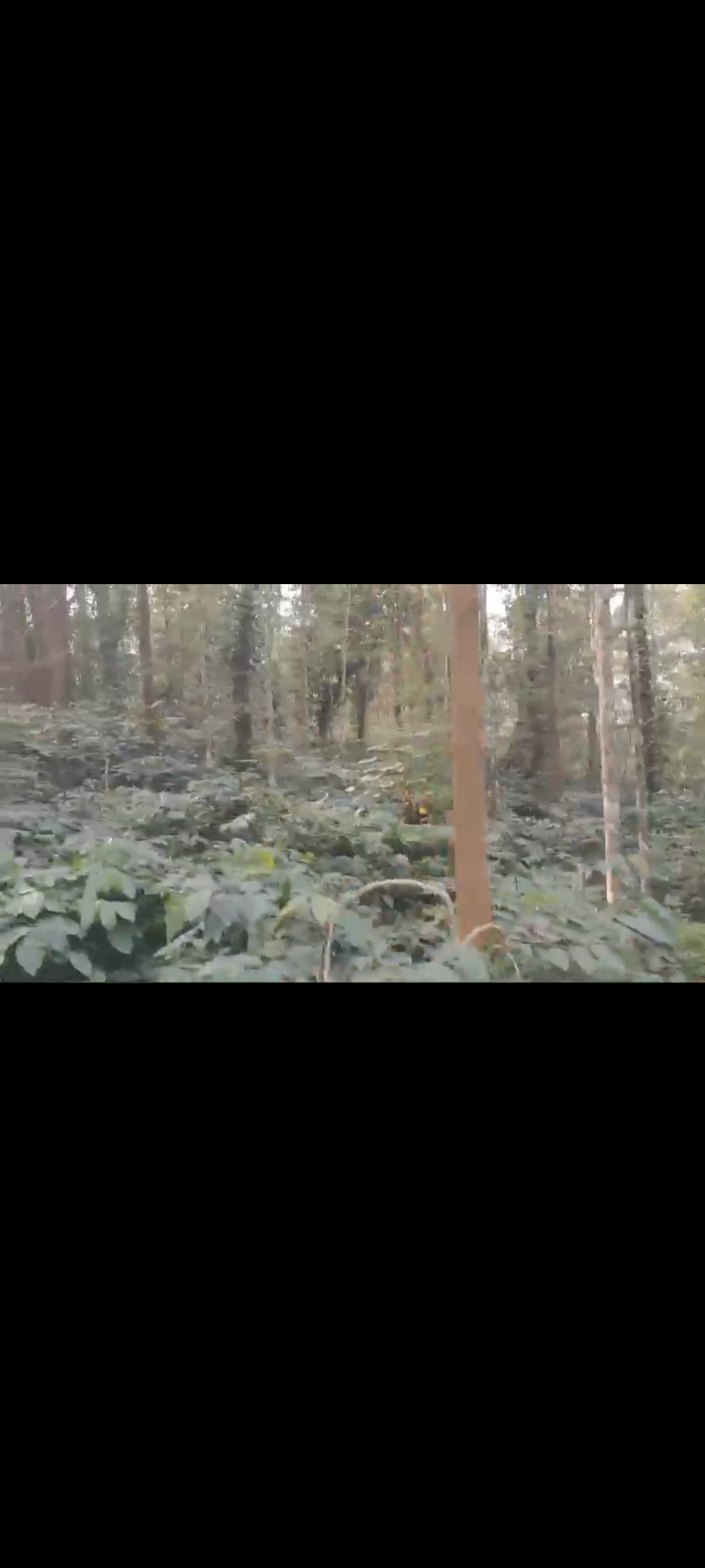 36 acre well maintained coffee estate for sale in Chikkamgaluru
