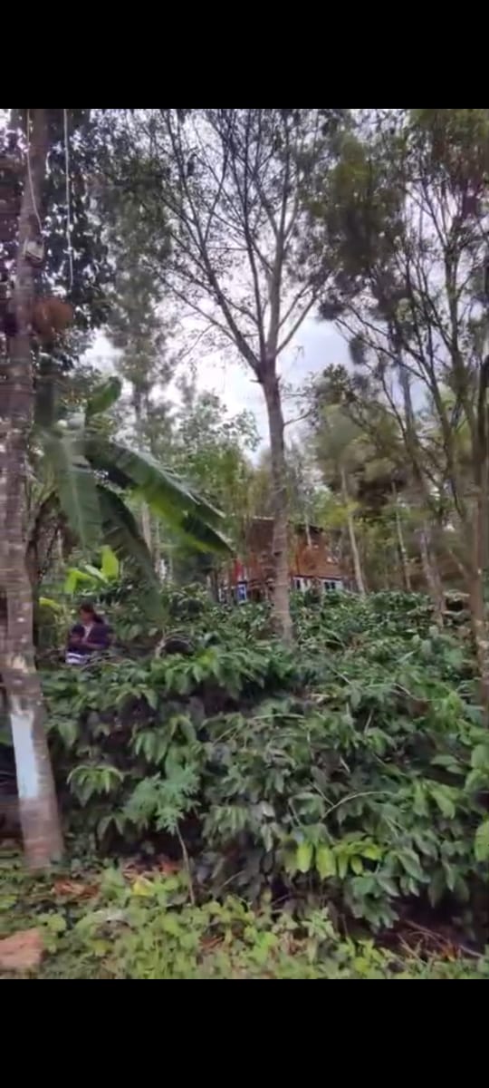 38 km from Sakleshpura city - Tarr road approach, total 5 acre boundary