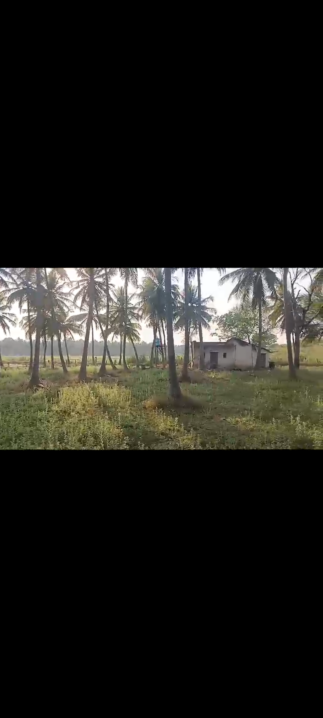 3 acre coconut plantation for sale near KUDLURU Channapatna