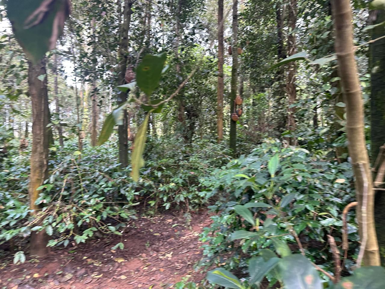3 acres - chikkamagluru Well-maintained coffee estate