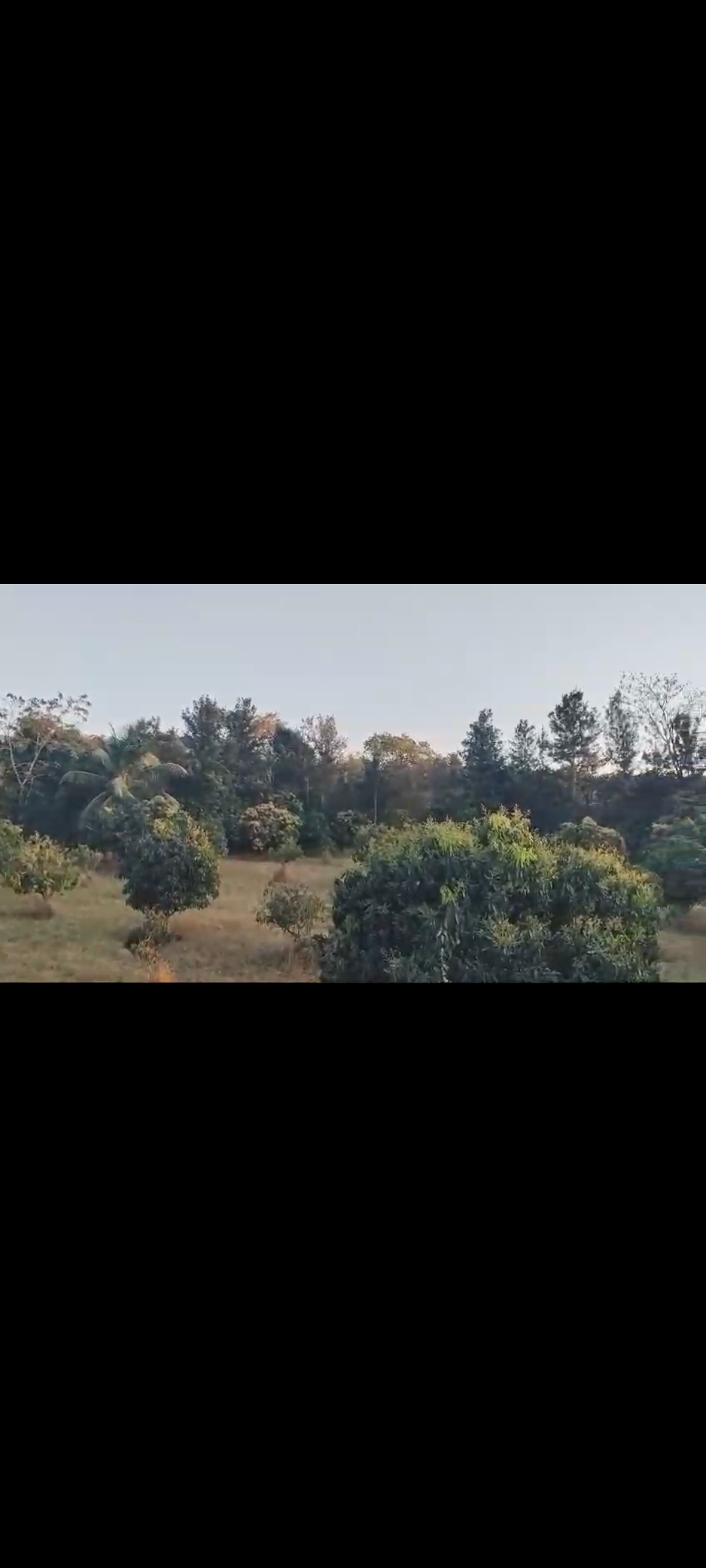 4.28 acre coconut and mango plantation for sale in Kanakpura*