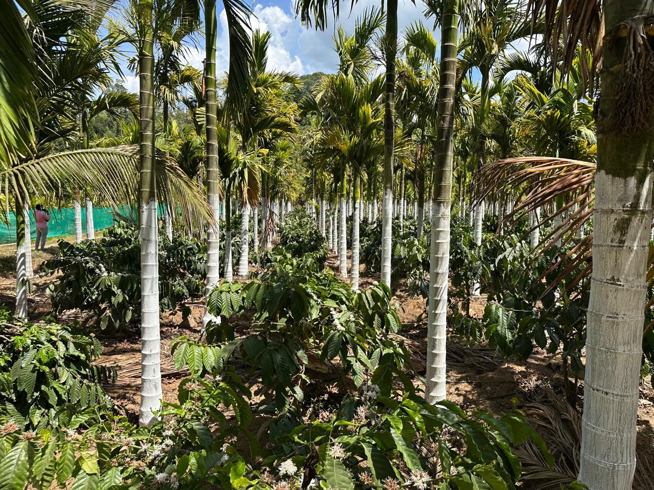 4.5 acre areca and inter crop coffee plantation for sale in chikkamagaluru