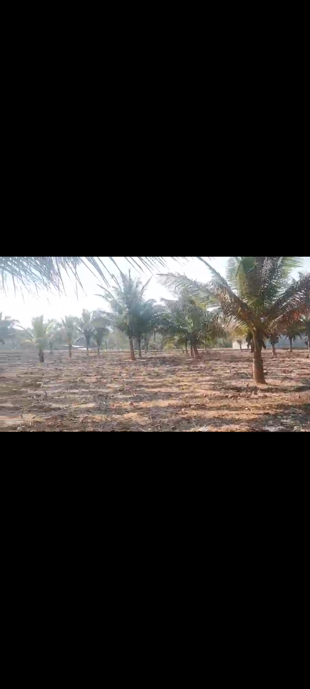 4 Acres coconut plantation Land for Sale near Maralavadi, Kanakapura