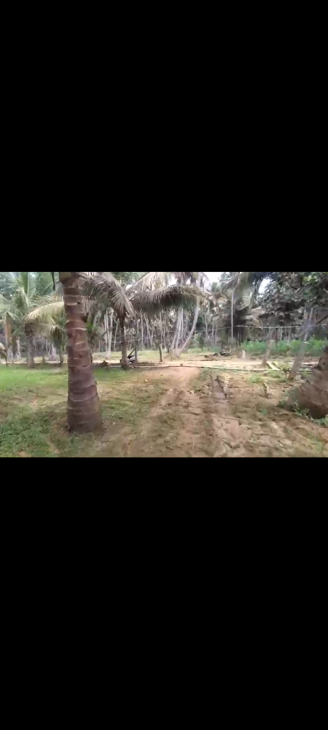4 Acres farm  Land for Sale near Gaganachukki