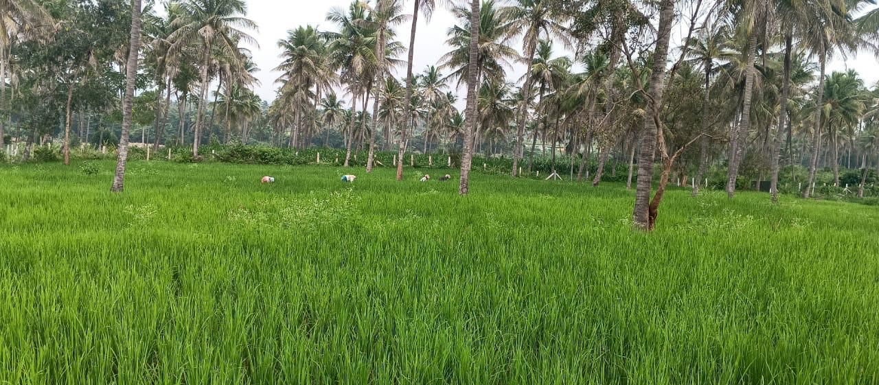 4 acre farm land for sale in Kanakpura
