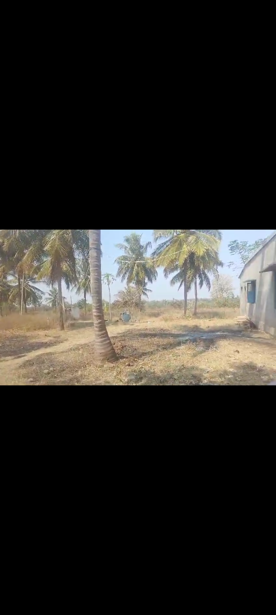 5.25 acre coconut plantation for sale