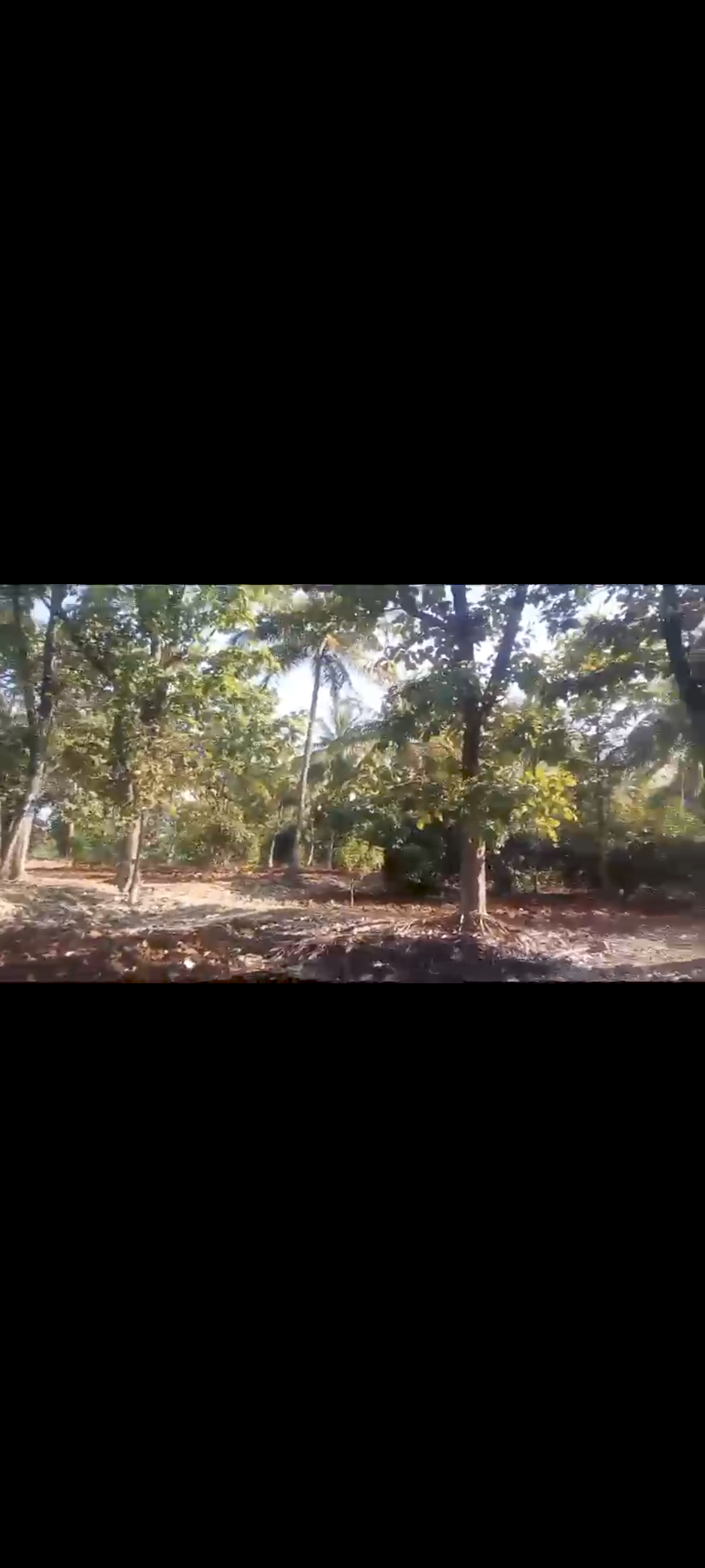 5 acres plantation for sale in Kollegala - Chamrajanagara district property id4070