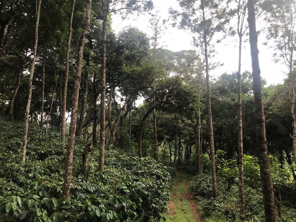 613 acres coffee estate for sale