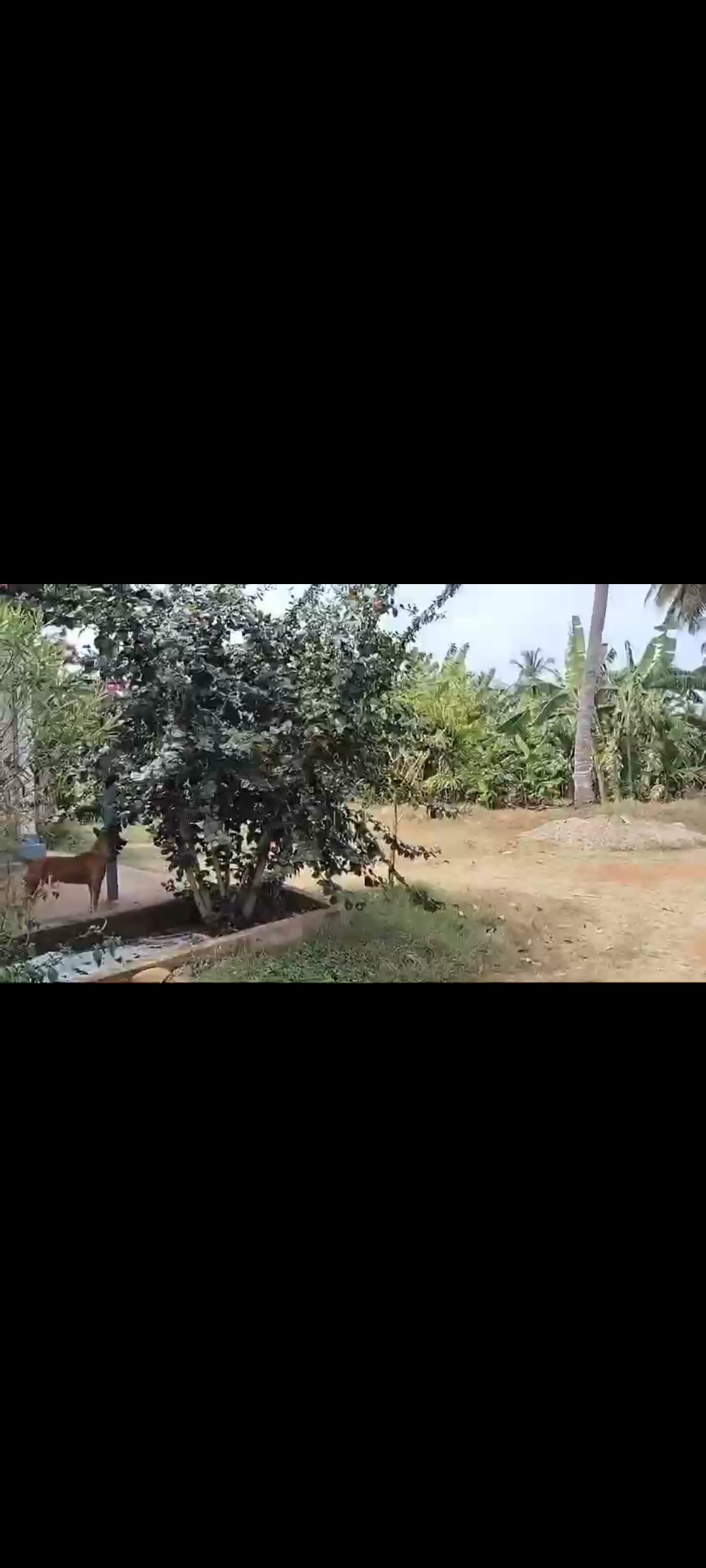 7 acre plantation for sale near Halgoor with farm house*