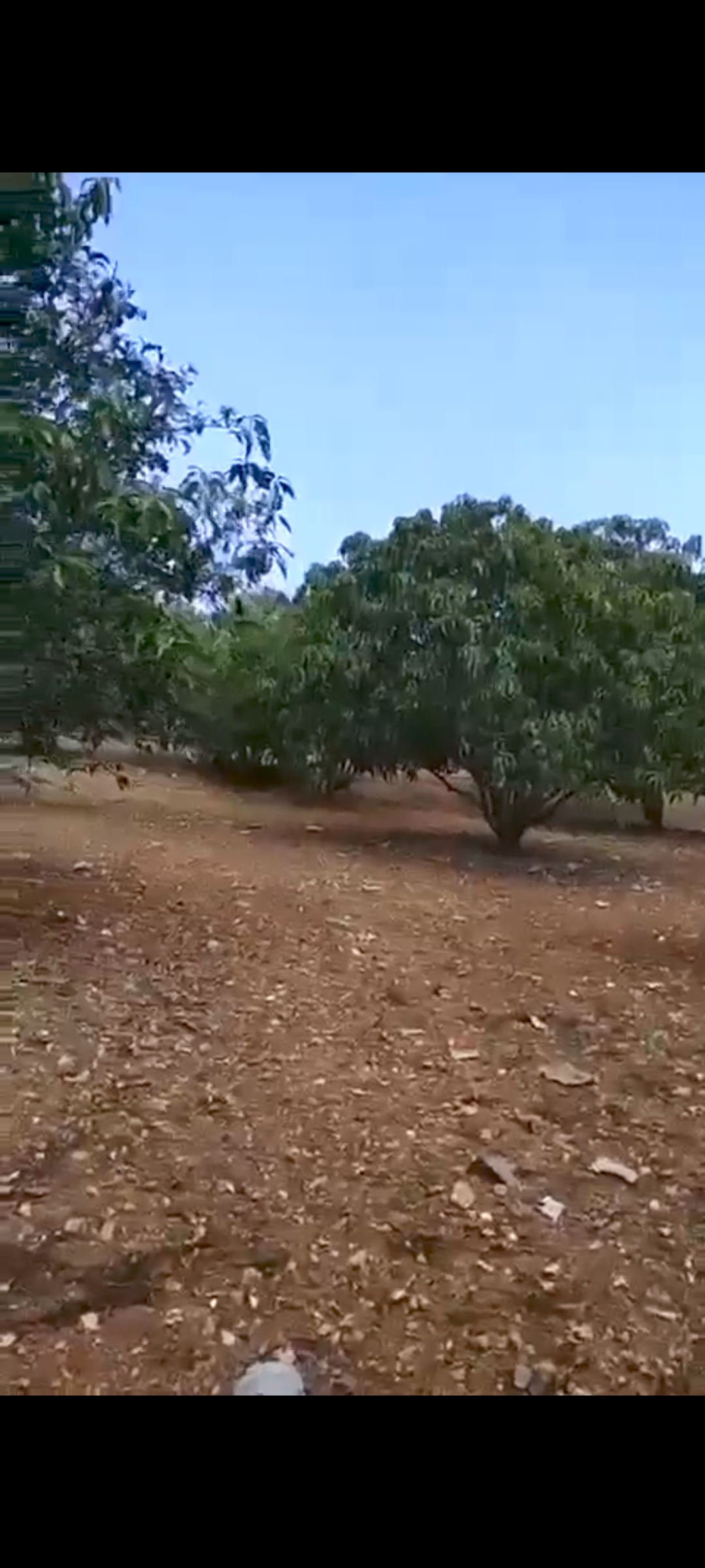 8 acre mango farm for sale  near Kaggalipura*
