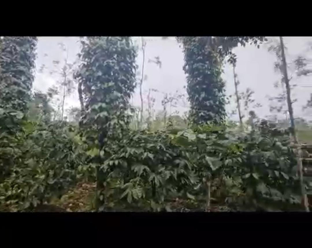 : Hassan, 28 km from Hassan city - Land Area: 10 acres