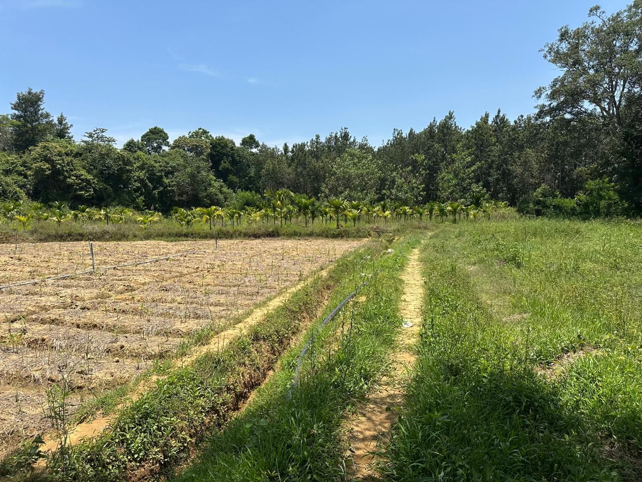 Agricultural Land for Sale!  - Location: Belur, Hassan dist - 6 acre agricultural land