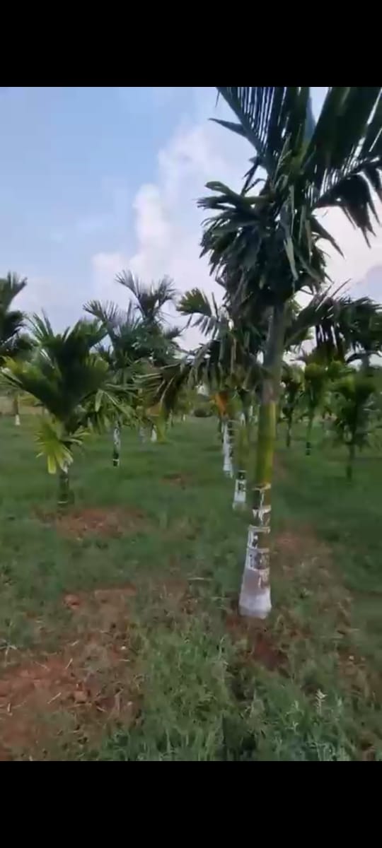 Areca Farm with Farmhouse for Sale!  - 1.39 acres areca farm