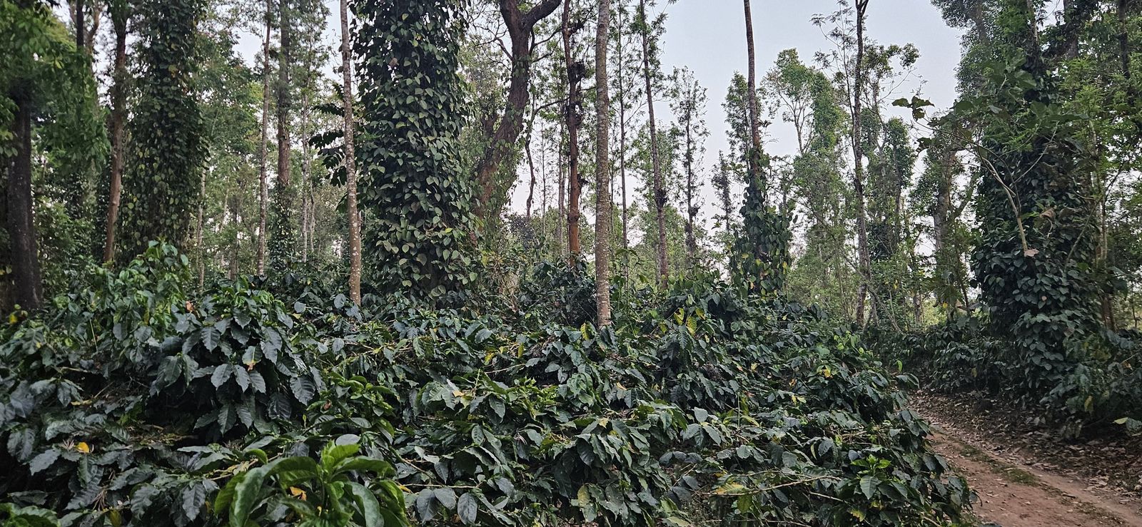 Back water facing Prime Coffee Estate inbetween Hassan and Coorg