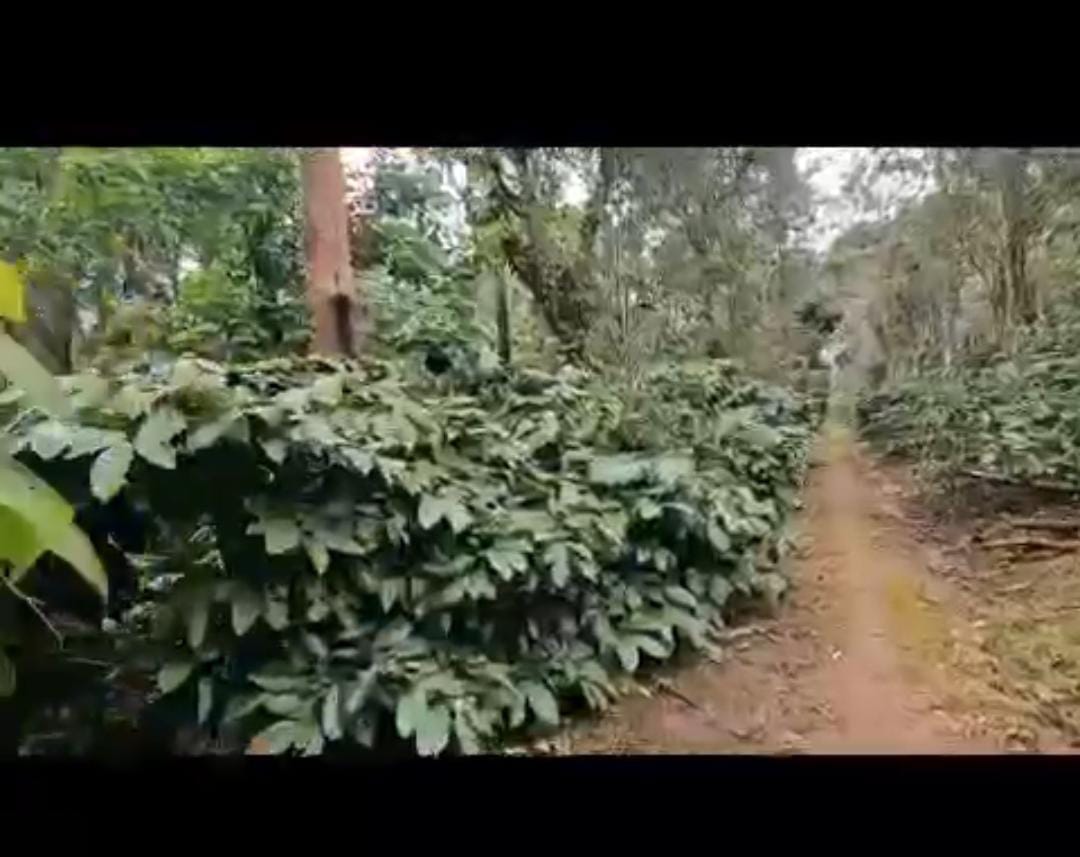 Belur, Hassan, Karnataka - Land Area: 12 acres - Property Type: Coffee estate
