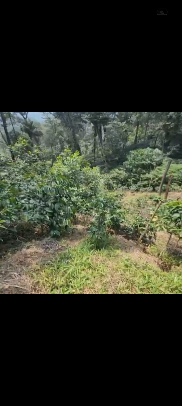 Bettathuru, Madikeri, 18 km from Madikeri - 3-acre plantation for sale,