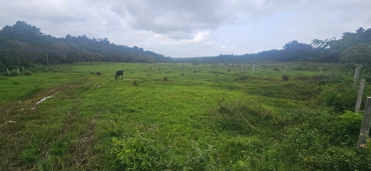 Between Hassan and Sakleshpura - Land Area: 8 acres - Property Type: Agri land