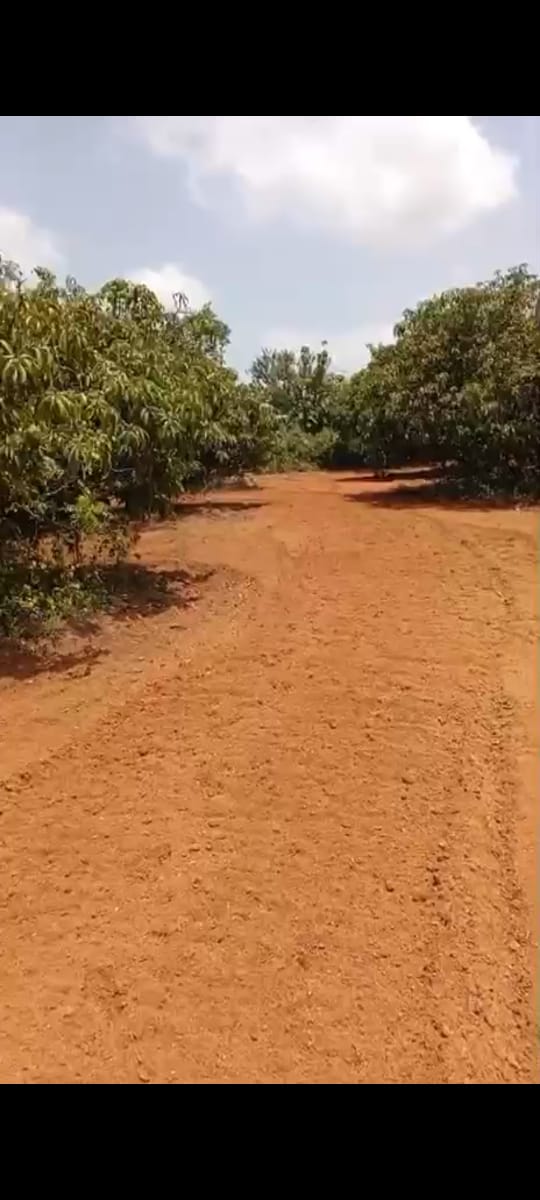 Channapatna, Bengaluru south district - 1 acre 17 gunta mango plantation for sale