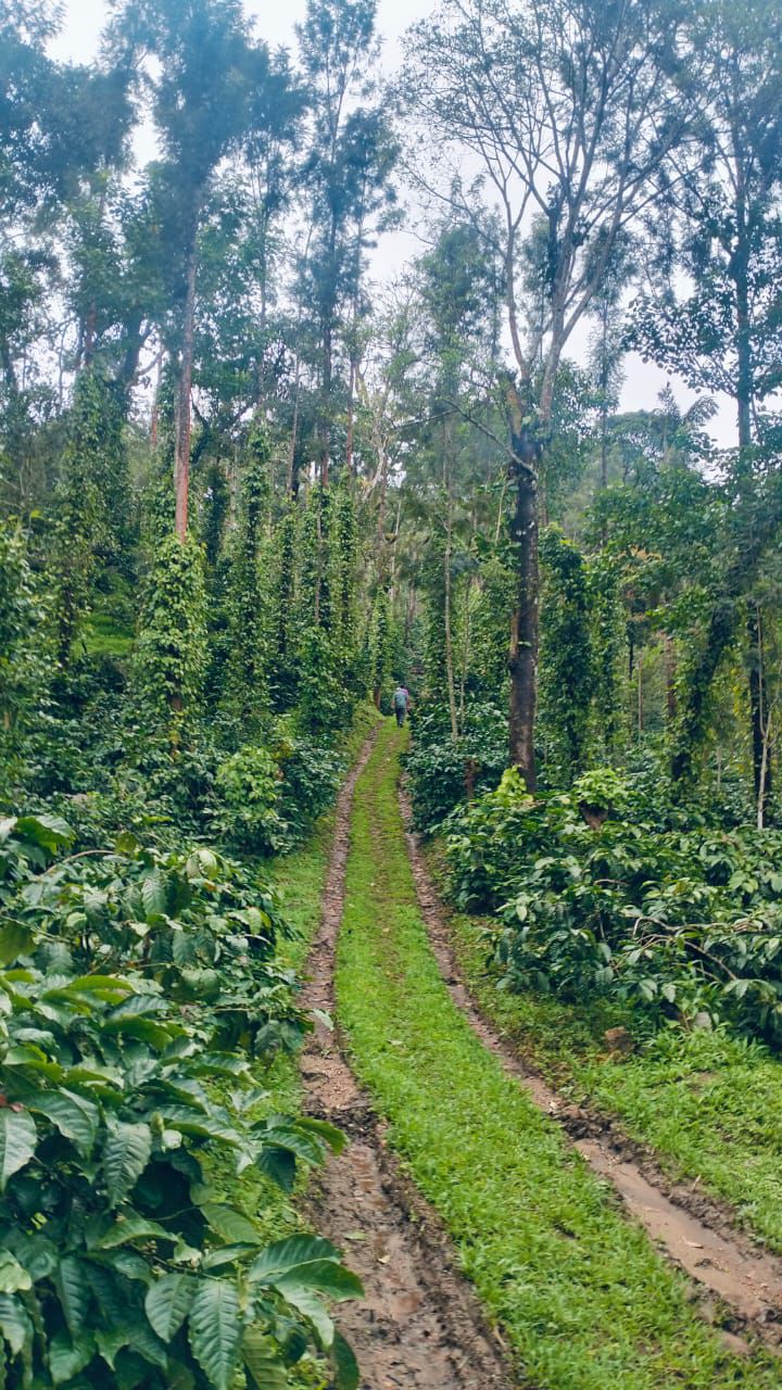 Chikkamgaluru, 22 km from Chikkamgaluru city - Land Area: 14 acres