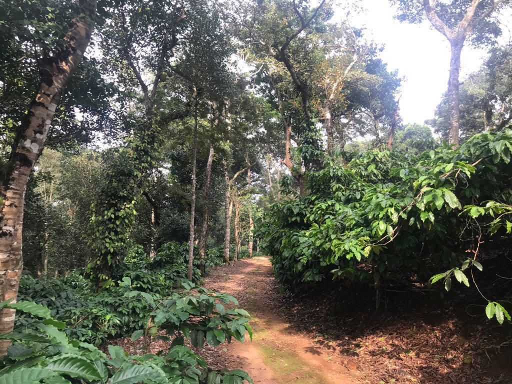 Coffee Estate for Sale!  - Location: Sakleshpura - 14 acre land