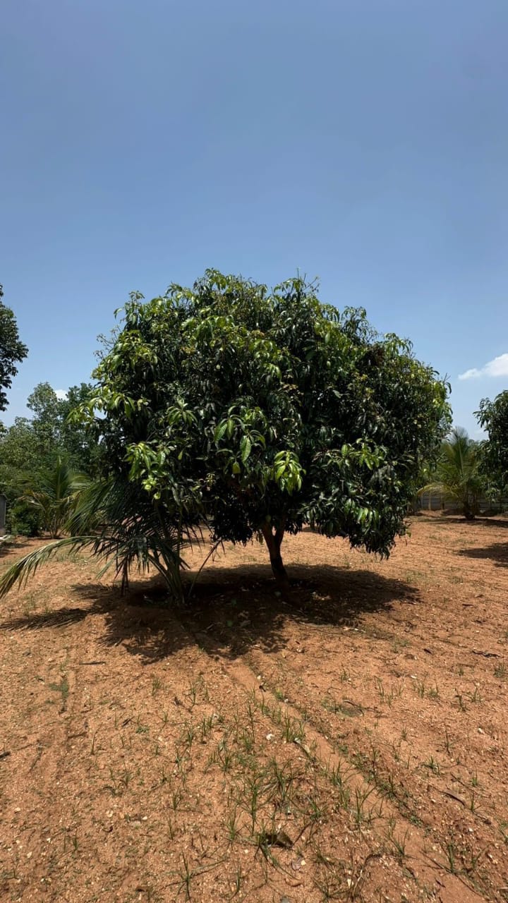 Developed Farm for Sale!  - Location: Solur, Magadi - 2 acres 8 gunta land