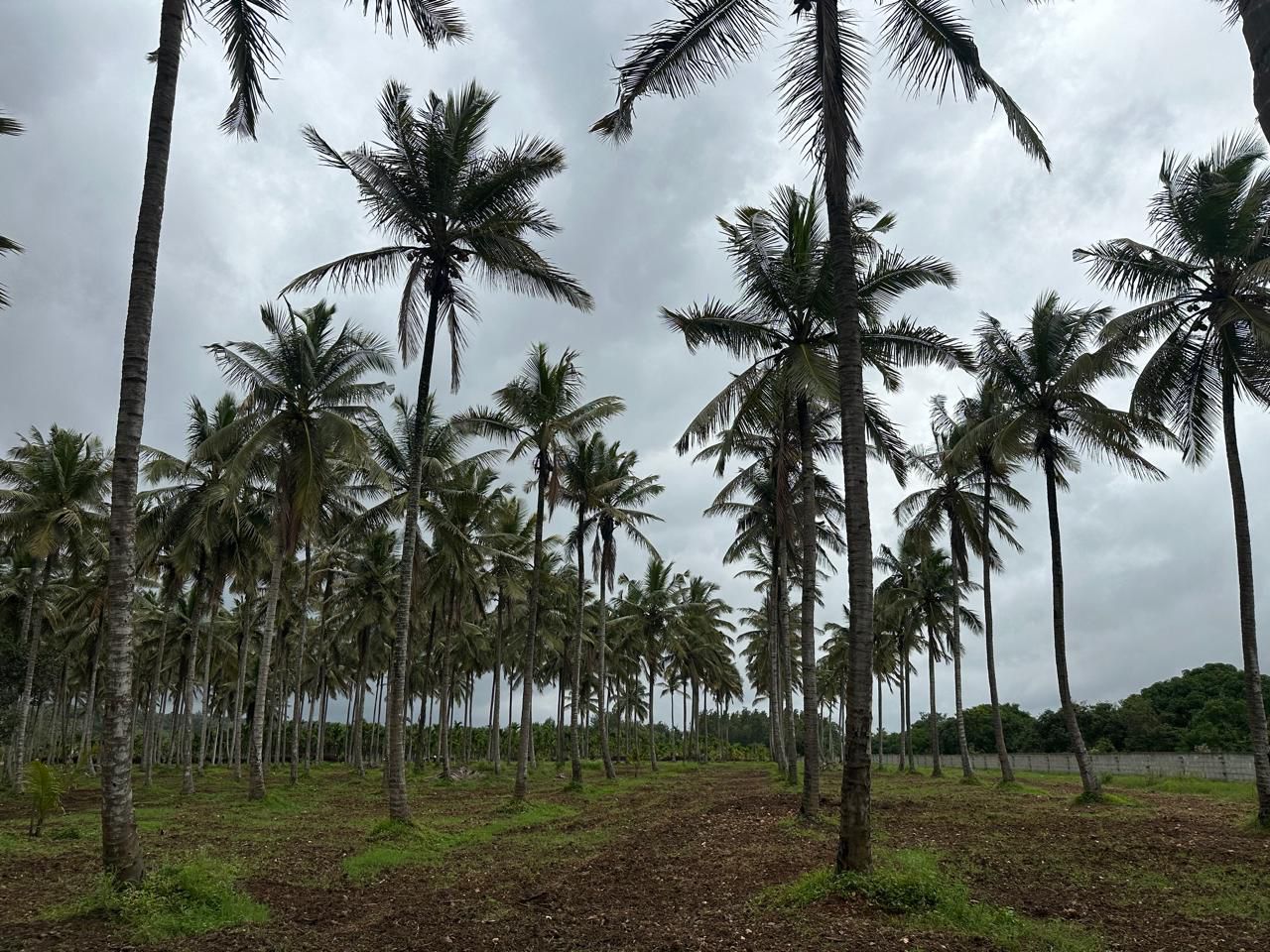 Hassan, 14 km from city - 4-acre well-maintained coconut plantation