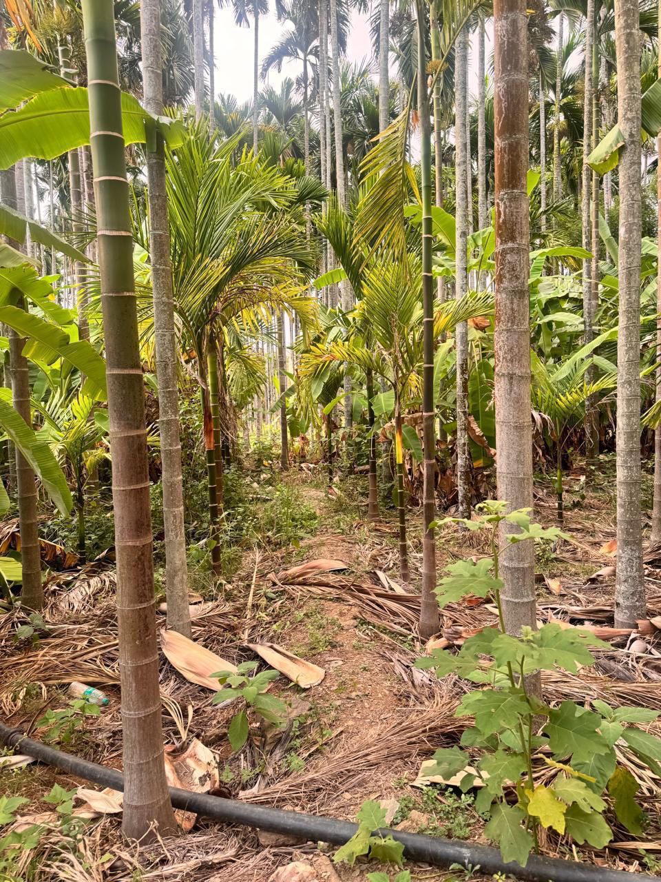 Highway approach plantation for sale in Tarikere