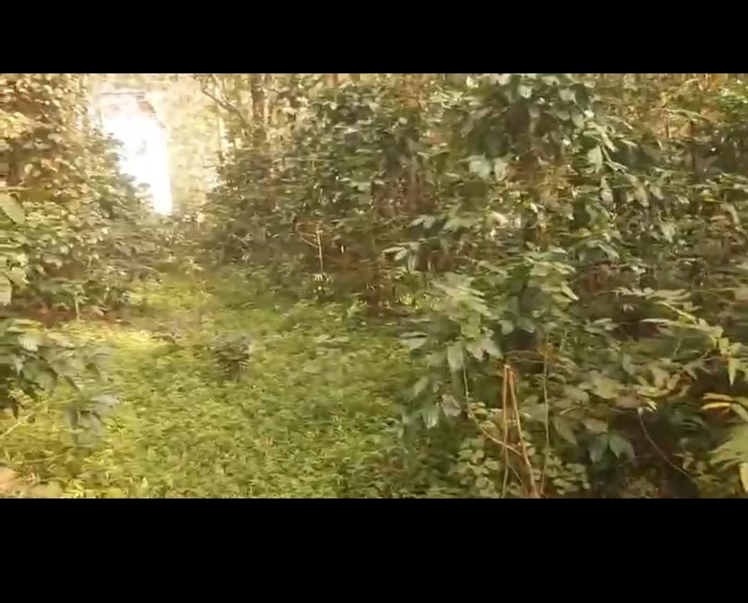 Hirekolale, Chikmaglur, 1 km from Hirekolale lake - Land Area: 5 acres