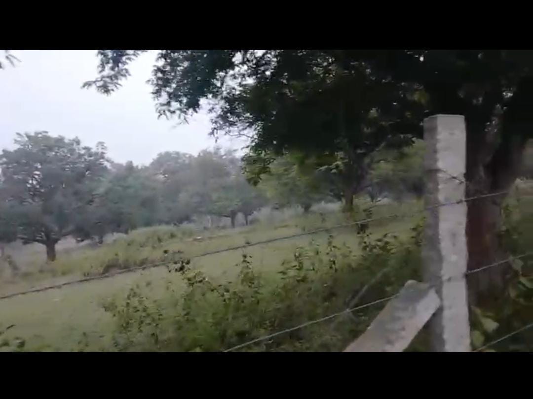 Kanakpura, towards Kabbalu - Land Area: 4 acres - Mango plantation