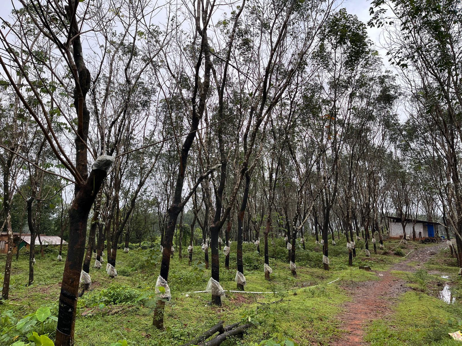 Land for Sale!  - Location: near Belthangady - 10 acre land