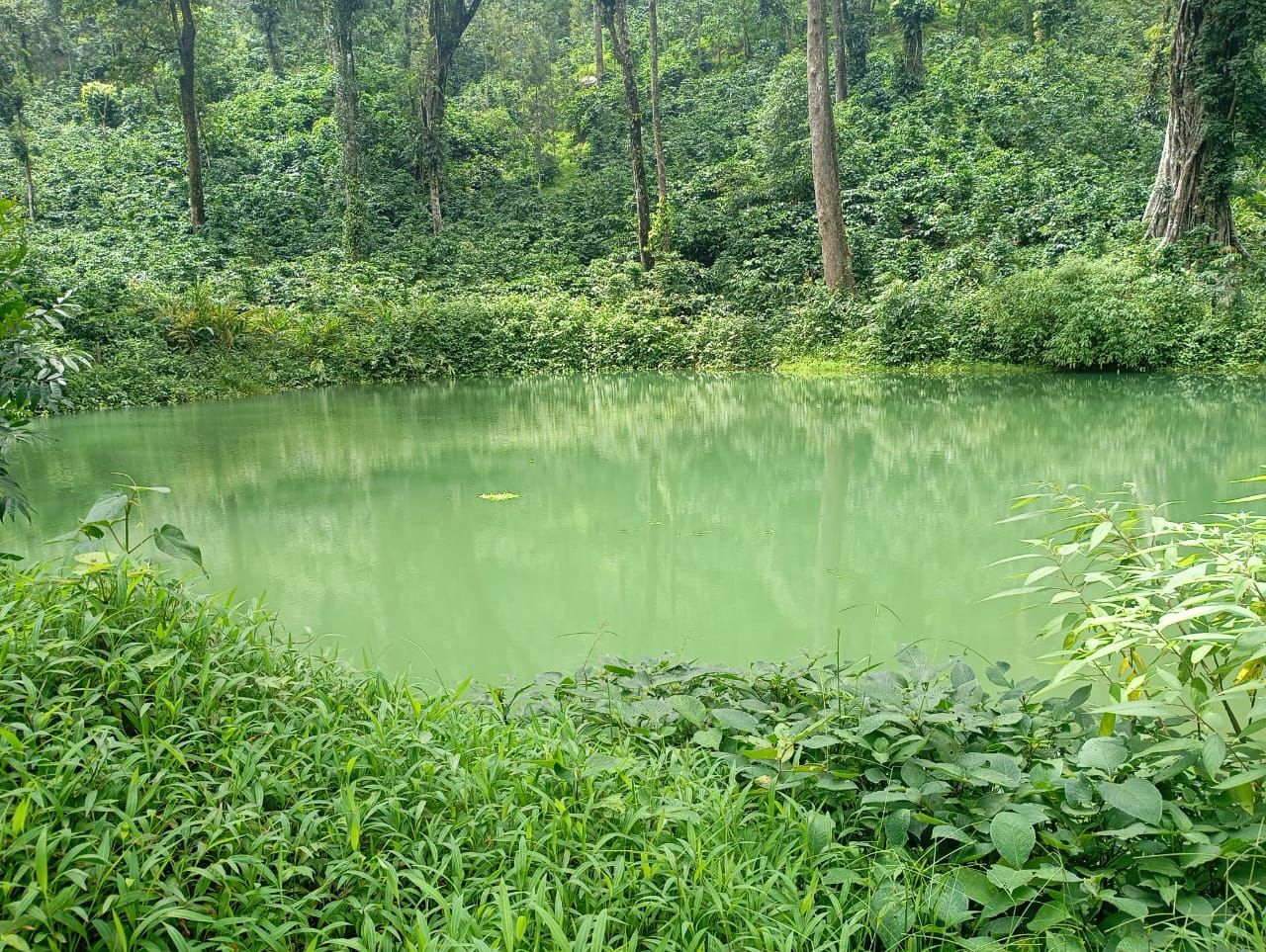 Madikeri, Coorg district, near Sallappu - 7.5-acre land for sale