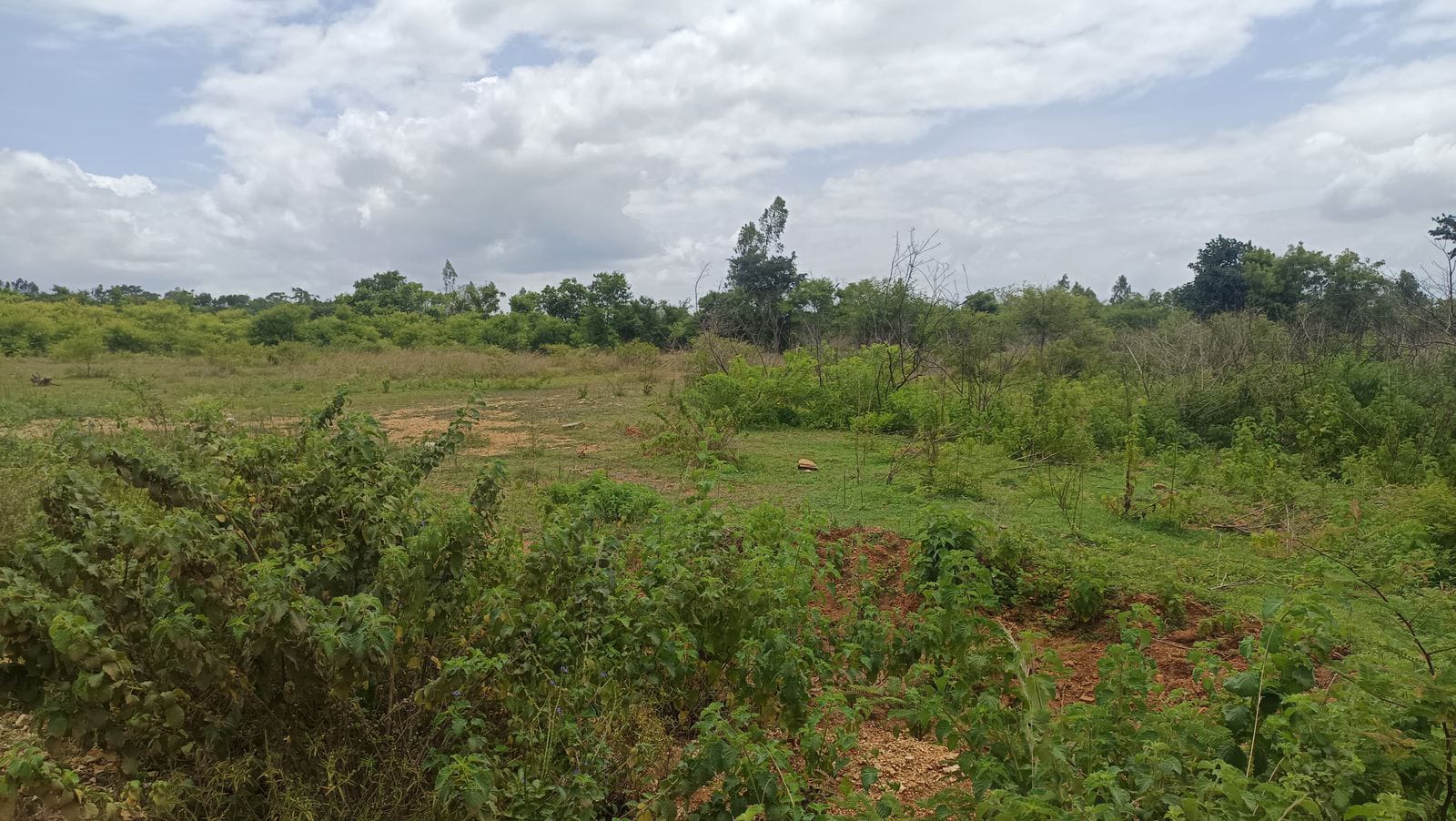  Malavalli, Mandya district, Karnataka - Land Area: 2.5 acres - Property Type: Farm land