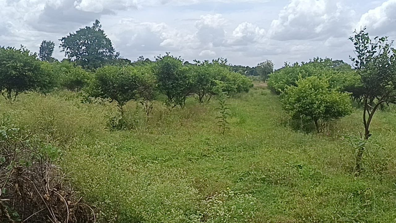 Malavalli, Mandya district, Karnataka - Land Area: 11.5 acres - Property Type: Farm land