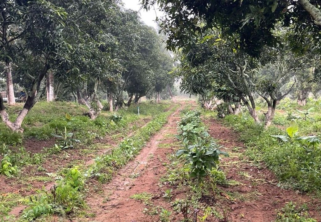 Mango Plantation for Sale