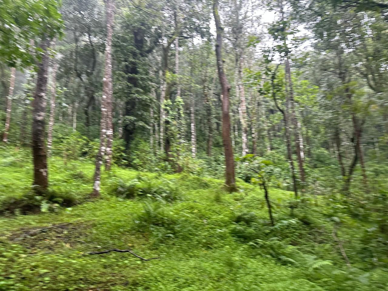 Mudigere, Chikkamgaluru - 15-acre land for sale, 