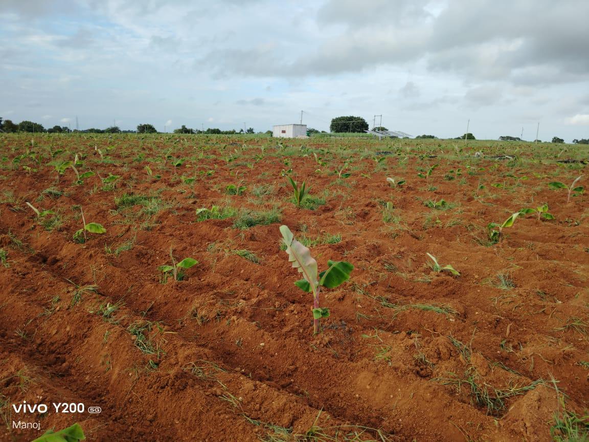 Near Begur town, approximately 50 km from Mysore, Karnataka - 8.5-acre farm land for sale, adjacent to a tar road