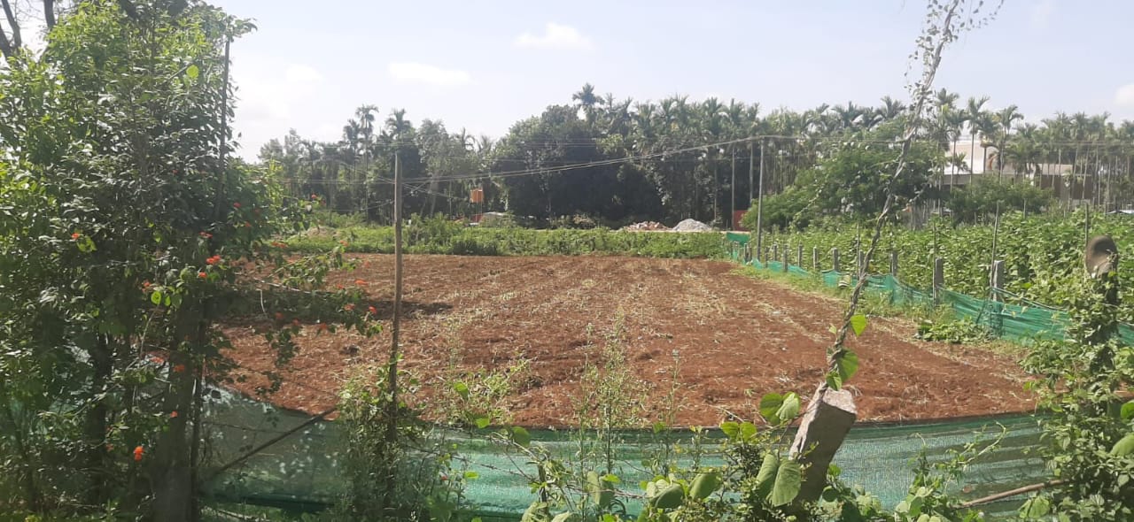 Near Golf Club Road, Chikkamagaluru - 12 gunta land for sale, 