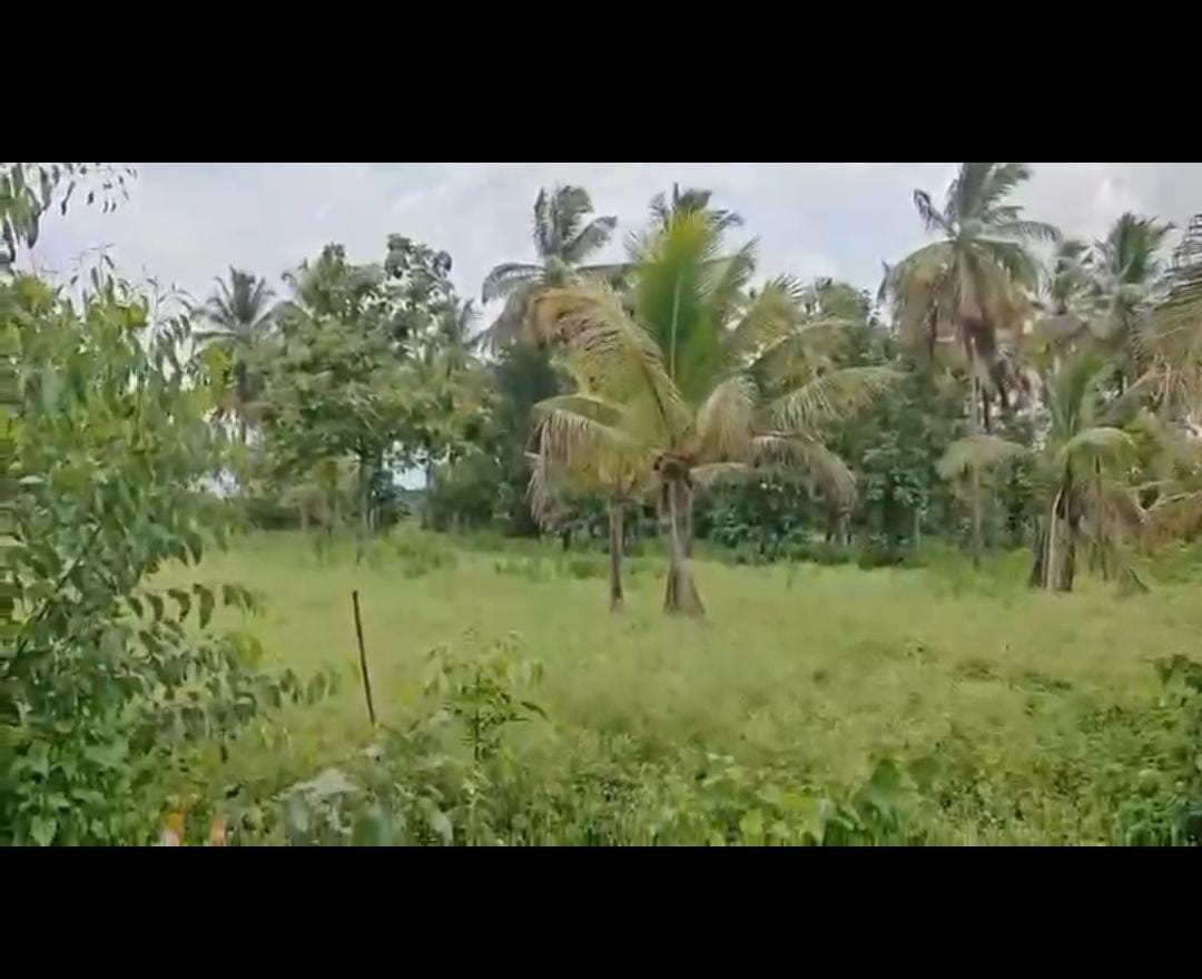 Near Halgoor - 2-acre coconut plantation for sale