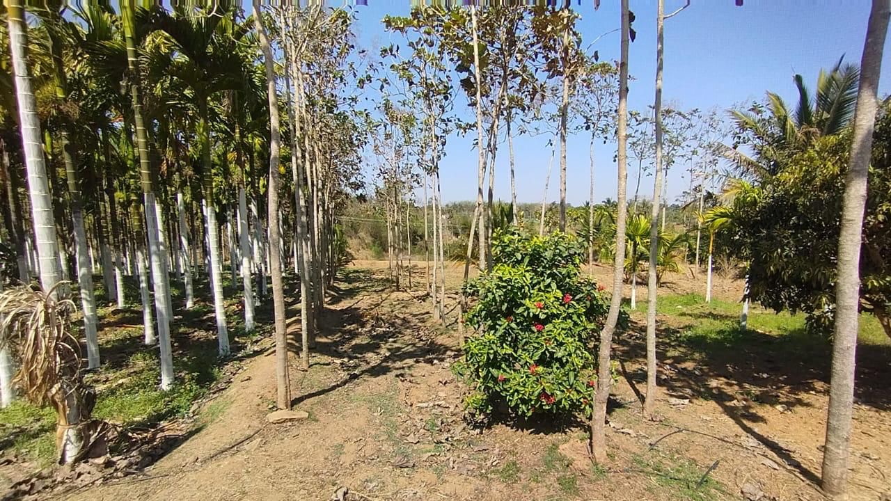 Near Nelamangala, 5 km from Kunigal highway - 2.13-acre areca and coconut plantation
