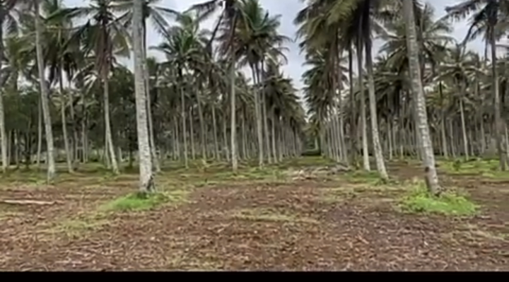 Property ID – 5122*  🥥🌿 *8 Acre Well-Maintained Coconut Plantation for Sale – Hassan*